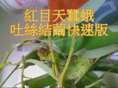 紅目天蠶蛾結繭0731快速版.1.wmv