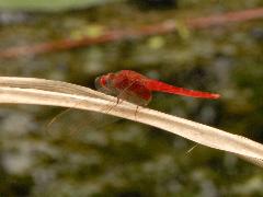 猩紅蜻蜓 雄蟲(蔡秀錦攝)