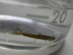 脛蹼琵蟌 稚蟲(蔡秀錦攝)