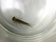 脛蹼琵蟌 稚蟲(蔡秀錦攝)