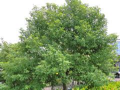 樟樹為常綠大喬木，枝葉濃密、樹形美觀(蔡秀錦攝)