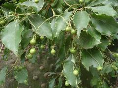 樟樹的果實為球形核果，早期為綠色，帶有光澤，基部果托杯形(蔡秀錦攝)