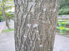 苦楝的樹皮為暗褐色或灰褐色，有深刻不規則的深縱裂紋(蔡秀錦攝)
