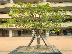 柚子樹為常綠喬木，枝幹粗大直立，樹冠為圓傘形(蔡秀錦攝)