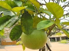 柚子樹的果皮光滑，密生油腺，果形有梨形、扁圓形、卵圓形等(蔡秀錦攝)