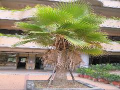 華盛頓椰子為常綠喬木，高可達8~20公尺(蔡秀錦攝)