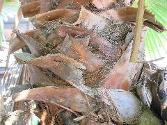 華盛頓椰子的葉鞘間密佈纖維棕鬚(蔡秀錦攝)