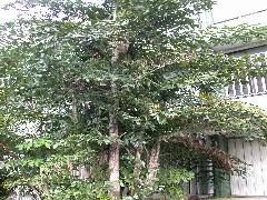 叢立孔雀椰子為常綠木本，單幹高大通直(蔡秀錦攝)