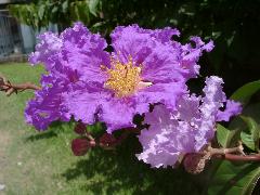 大花紫薇的花瓣6片，近圓形，紫色，邊緣呈不規則波狀緣，雄蕊多數(蔡秀錦攝)