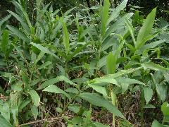 野薑花植株(蔡秀錦攝)