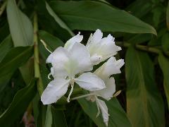 野薑花花朵為白色(蔡秀錦攝)