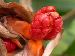 野薑花果實(蔡秀錦攝)