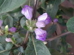 大安水簑衣  花朵長於葉腋(蔡秀錦攝)