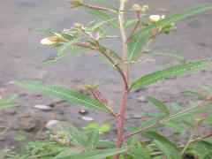 水丁香  莖暗紅色，葉為披針形或長橢圓形(蔡秀錦攝)