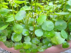 銅錢草  生長於水域的植株(蔡秀錦攝)