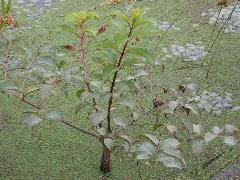 風箱樹  樹幹木質化，粗壯(蔡秀錦攝)