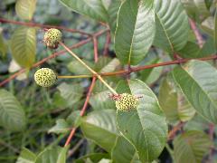 風箱樹  花為頭狀花序(蔡秀錦攝)