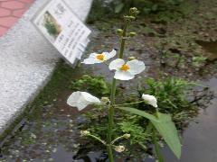 野慈姑  花為總狀花序(蔡秀錦攝)