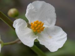 野慈姑  花瓣白色，3枚(蔡秀錦攝)