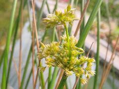 燈心草  花為圓錐狀聚繖花序(蔡秀錦攝)