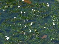 水蘊草 花軸長出水面(蔡秀錦攝)