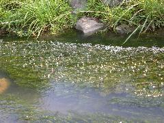 水蘊草 白花美化河流(蔡秀錦攝)