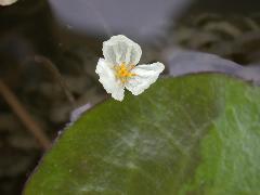 水蘊草 花瓣白色，花蕊黃色(蔡秀錦攝)