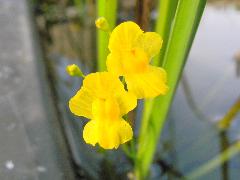 絲葉貍藻  開出漂亮的黃花(蔡秀錦攝)