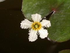 龍潭杏菜 花瓣白色，分為5裂片(蔡秀錦攝)