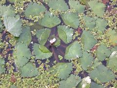 野菱  花朵為紛紅色(蔡秀錦攝)