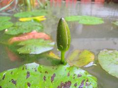 睡蓮  花苞為綠色，4片(蔡秀錦攝)