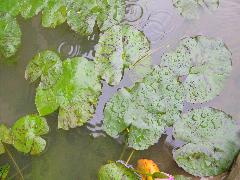 睡蓮  葉子平貼水面(蔡秀錦攝)