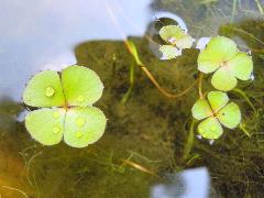 田字草 葉子平貼水面(蔡秀錦攝)