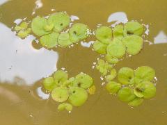 水萍  水萍葉子大，青萍葉子小很多(蔡秀錦攝)