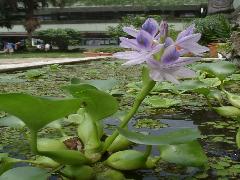 布袋蓮  花軸長，自莖抽出(蔡秀錦攝)