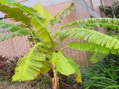 香蕉為大型草本植物，莖短直立(蔡秀錦攝)