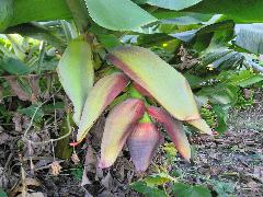 香蕉開下垂的穗狀花序，花序分段開出，每段都有暗紫色的苞片保護，苞片為佛燄苞狀(蔡秀錦攝)