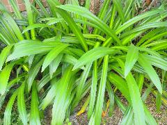 螫蟹花為多年生常綠性草本，可種植於庭園、花壇(蔡秀錦攝)