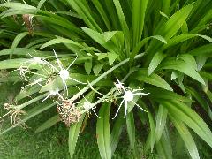 螫蟹花的花軸扁形，直立葉叢中，頂生繖形花序，有小花7~12朵(蔡秀錦攝)