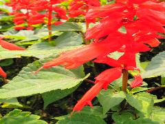 一串紅  花萼及花冠為鮮紅色(蔡秀錦攝)