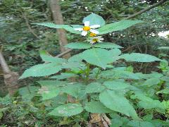 大花咸豐草  為一或二草本植物(蔡秀錦攝)