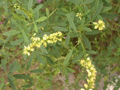印度草木樨  花小黃色，排成總狀花序(蔡秀錦攝)