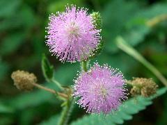 含羞草  花為頭狀花序(蔡秀錦攝)