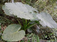 姑婆芋  生長於陰濕地(蔡秀錦攝)