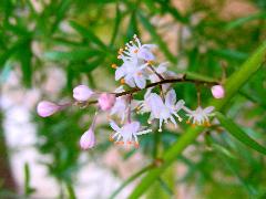 狐尾武竹  花白色為總狀花序(蔡秀錦攝)