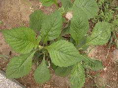 昭和草  
嫩葉能當野菜(蔡秀錦攝)