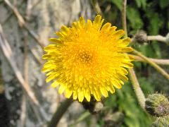 苦苣菜  舌狀花組成頭狀花序(蔡秀錦攝)