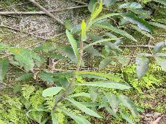 苦苣菜  幼株(蔡秀錦攝)