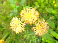 粉黃纓絨花  頭狀花序為淡黃色(蔡秀錦攝)