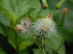 粉黃纓絨花  種子帶有長毛，能隨風飄揚(蔡秀錦攝)